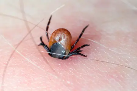 Gənə sancması ilə yayılan yeni virus aşkarlandı