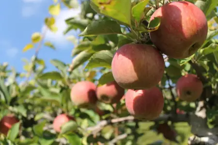 70 illik ağacdan yeni alma sortu tapıldı