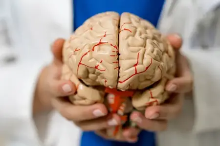 Alimlər beyinlə bağlı kəşf: başımızda iki orqan var