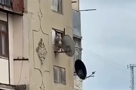 Bakıda iti pəncərədən atan şəxsə - 25 sutka verildi