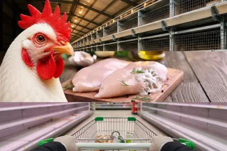 Marketlərdə toyuq filesi niyə yoxa çıxıb? - Ekspert səbəbləri açıqladı