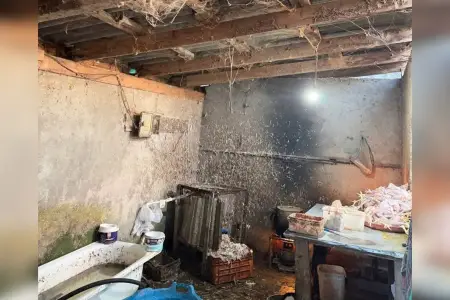 Toyuqları bu şəraitdə kəsirlər - FOTO