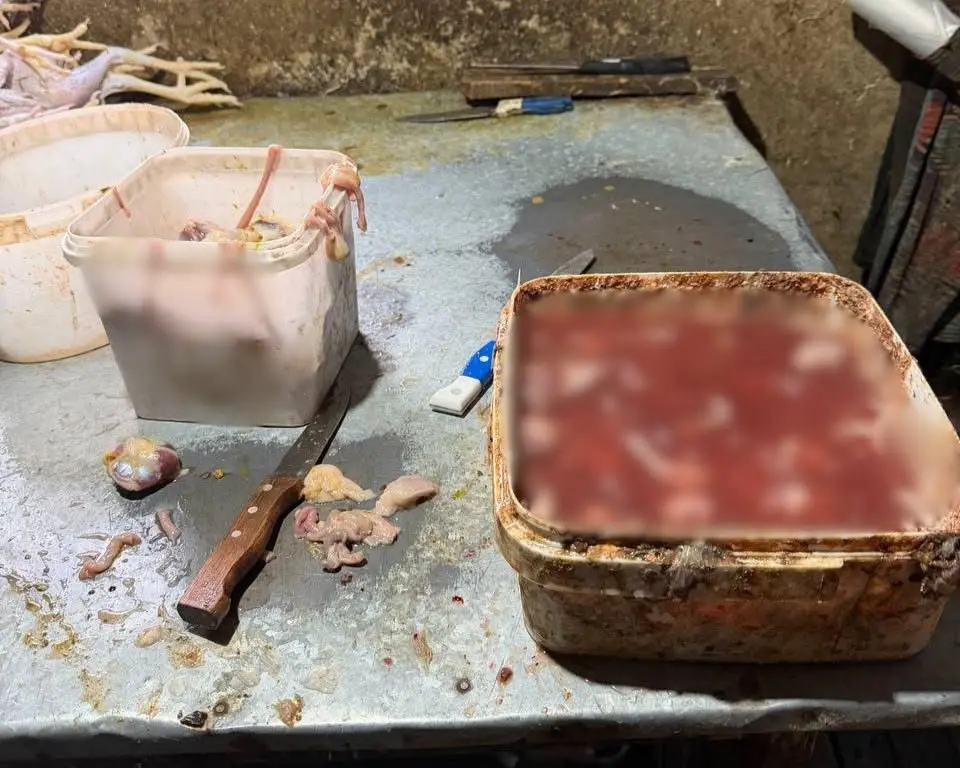 Toyuqları bu şəraitdə kəsirlər - FOTO