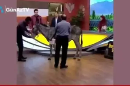 İrannın dövlət televiziyasında eşşək sağıb canlı yayımladılar  - VİDEO