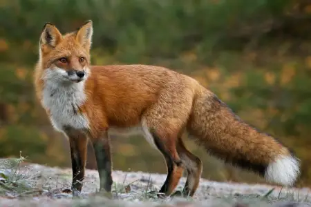 Ayılardan sonra tülkülər üzə çıxdı - Rusiyada nə baş verir?