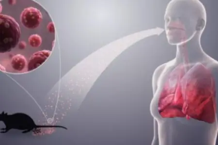 Hantavirus bütün dünyaya yayıla bilər