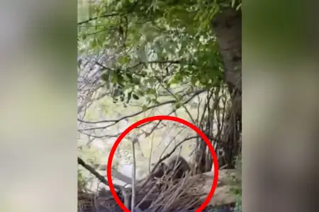 Ordubadda ayı sakinlərə hücum etdi - Video