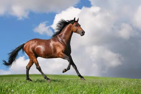Xocalıda icazəsiz at sürənlər cərimələndi