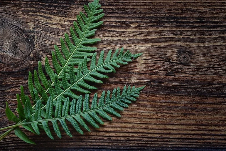 Aspidistra elatior (Salon yarpağı)