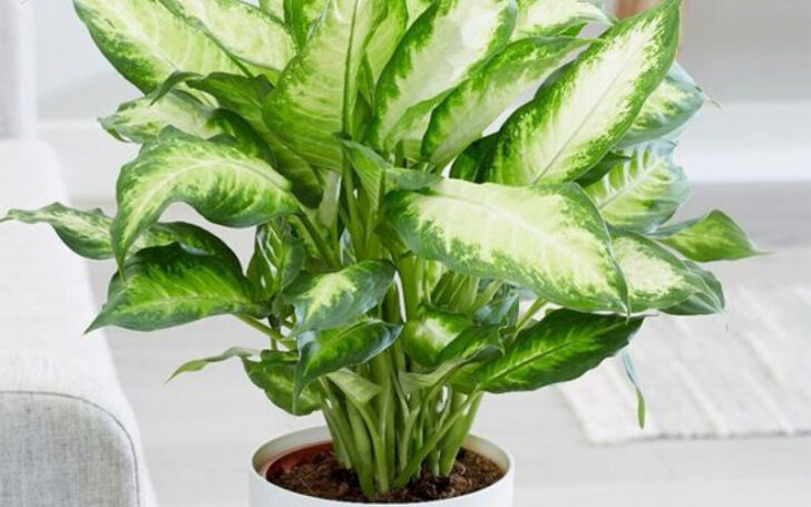 Dieffenbachia (Dilsiz qamış)