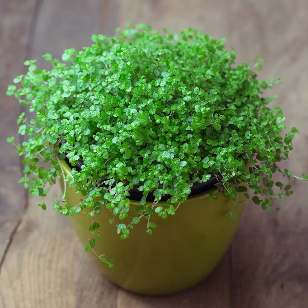 "Soleirolia" (Dolaşıq)