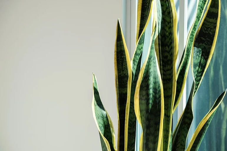Sansevieria trifasciata (Paşanın qılıncı)