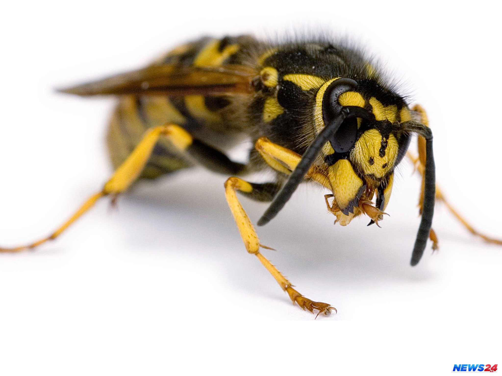 Eşşək arılarından bunu etməyi öyrəndilər - Çinlilərin kəşfi 