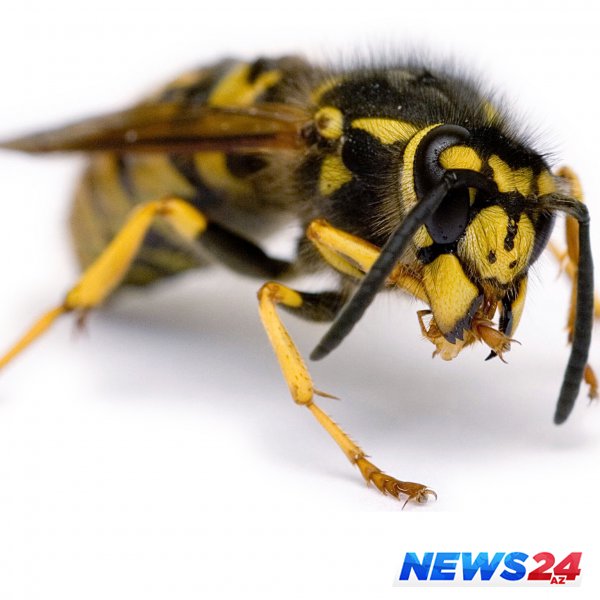 Eşşək arılarından bunu etməyi öyrəndilər - Çinlilərin kəşfi 
