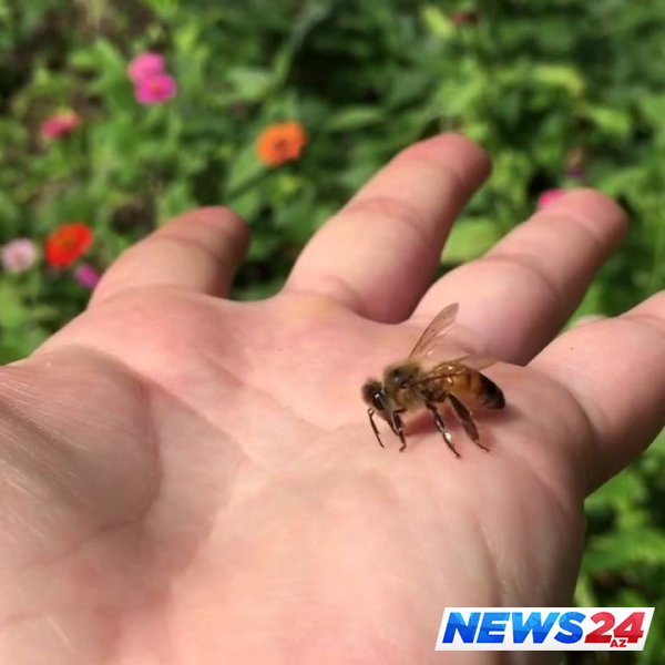 Bal arısı sancan qadın öldü 