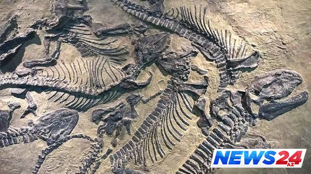 130 milyon illik dinozavr qalıqları tapıldı 