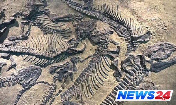 130 milyon illik dinozavr qalıqları tapıldı 