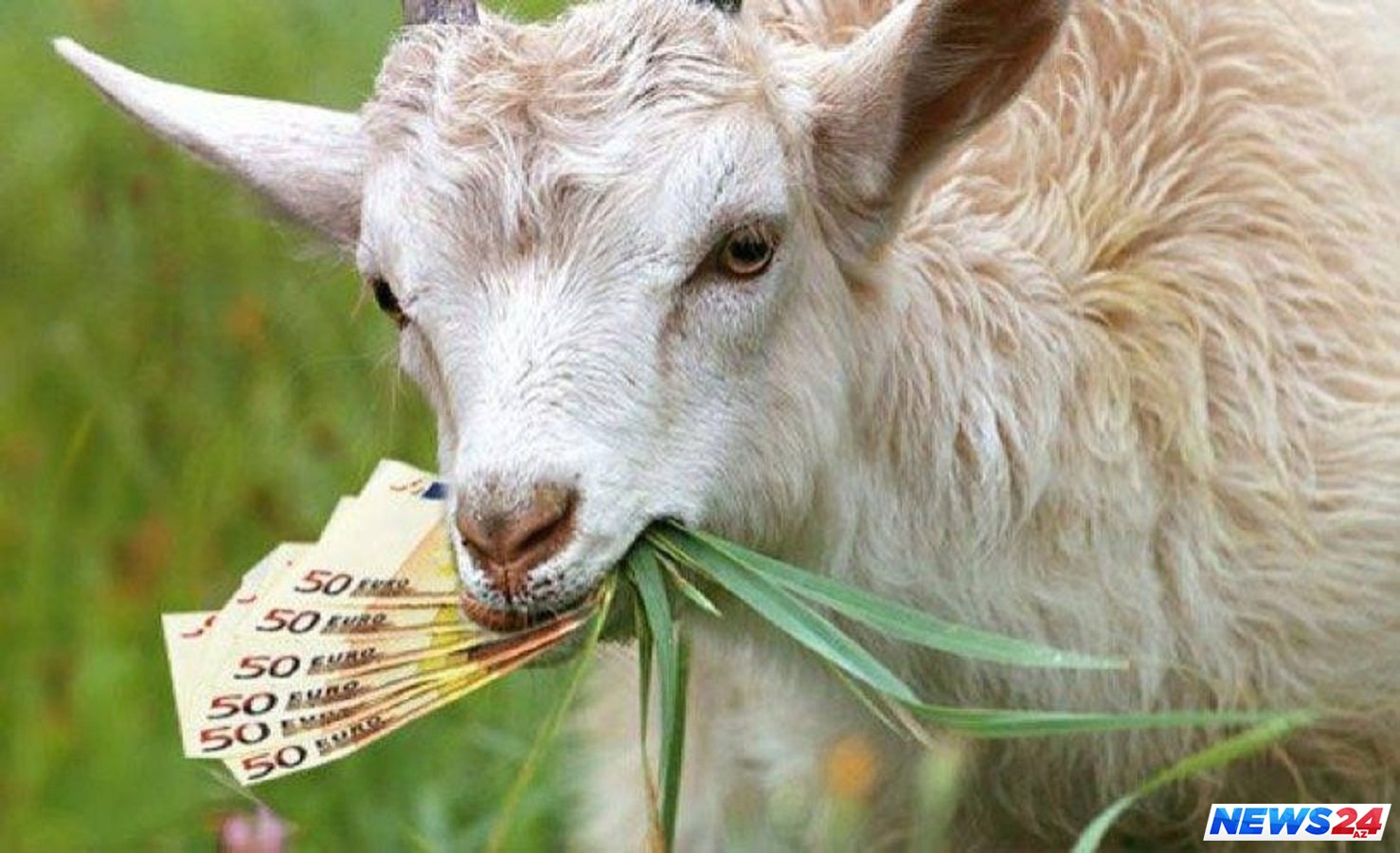 Ev almaq üçün yığdığı 20 min pulu keçi yedi - VİDEO 