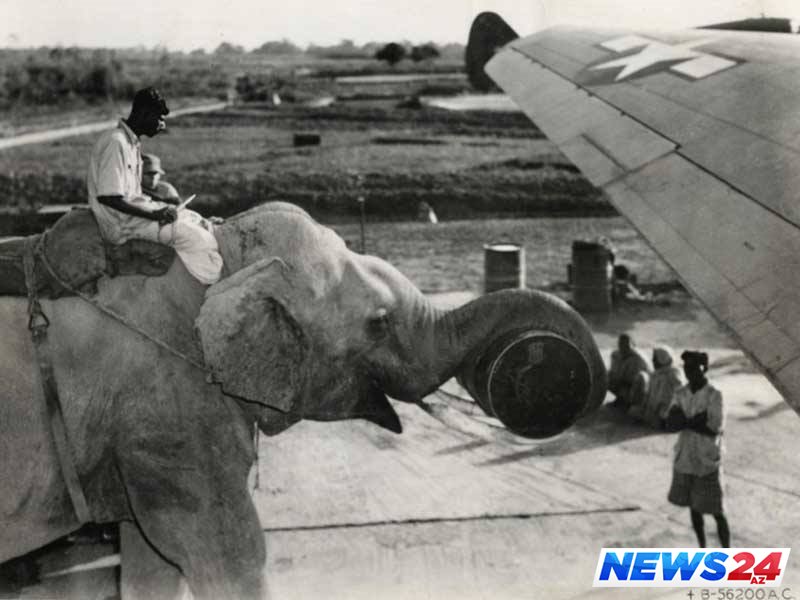 GÜNÜN FOTOSU: İşgüzar fil (1945) 