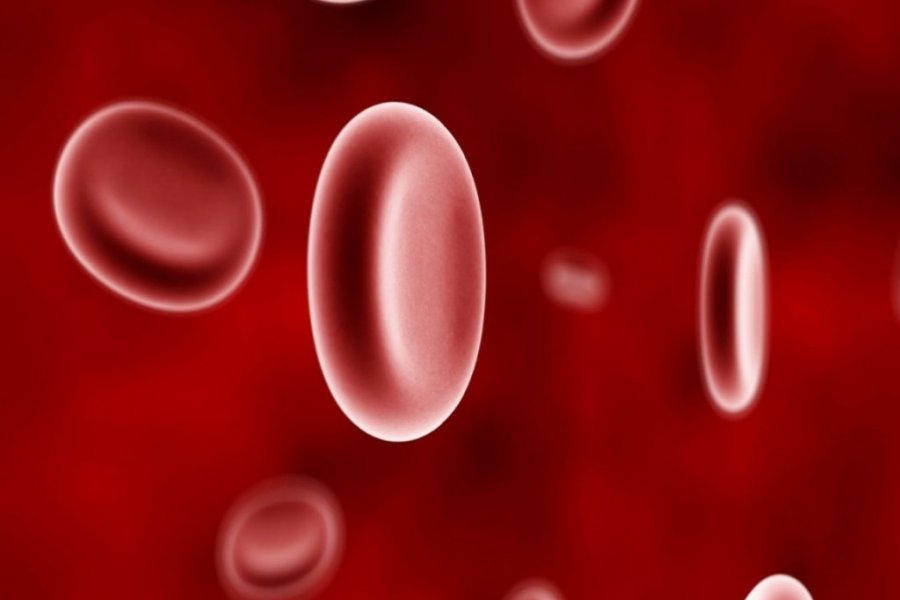 Aprelin 17-si Dünya Hemofiliya Günüdür 