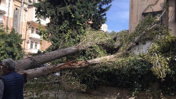 Bakıda ağac qırılıb qadının ÜSTÜNƏ DÜŞDÜ