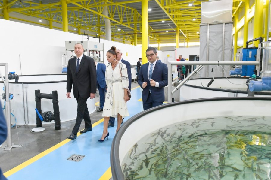 Prezident “NərəMİZ” balıqyetişdirmə zavodunun istehsalat prosesi ilə tanış oldu - YENİLƏNDİ - FOTO