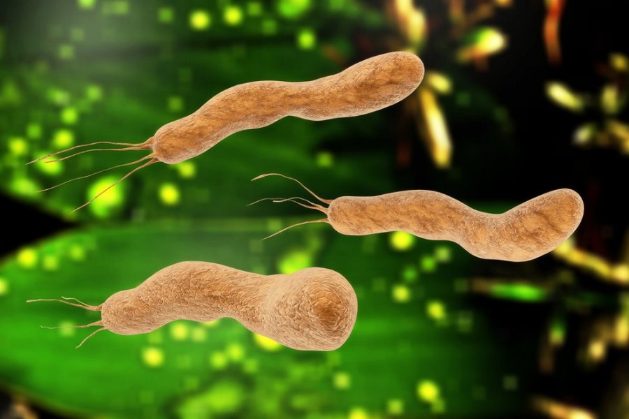Gənclər arasında Helicobacter pylori infeksiyası geniş yayılıb 