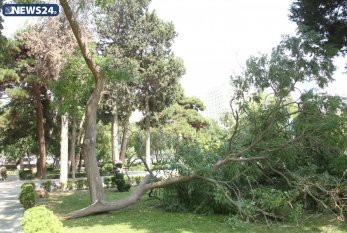 Ötən gün güclü külək nəticəsində Bakıda 70 ağac qırıldı - BŞİH