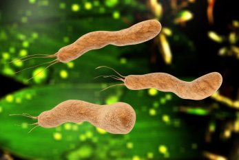 Gənclər arasında Helicobacter pylori infeksiyası geniş yayılıb 