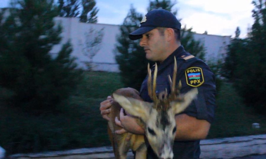 Polis yaralı ceyrana kömək etdi - QUBADA  - FOTOLAR