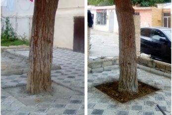 Bakıda  ağacın dibini betonlayan şəxs CƏZALANDI - FOTO