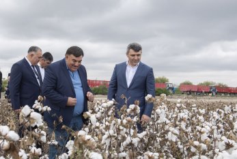 Azərbaycanda kombaynlarla kütləvi pambıq yığımına BAŞLANILDI - FOTO