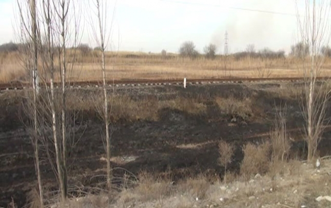 Yevlaxda 100-dək çinar ağacı yandı 