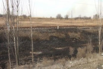Yevlaxda 100-dək çinar ağacı yandı 