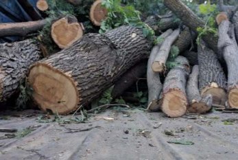 Lerikdə 30-a yaxın ağac kəsildi - NAZİRLİK ARAŞDIRMAYA BAŞLADI