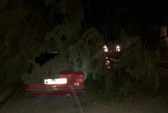 Güclü külək ağacları elektrik xətlərinin üzərinə aşırdı - FOTO