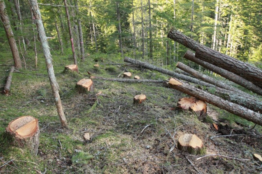 Bərdədə ağacların kəsilməsi faktı ilə bağlı cinayət işi açıldı