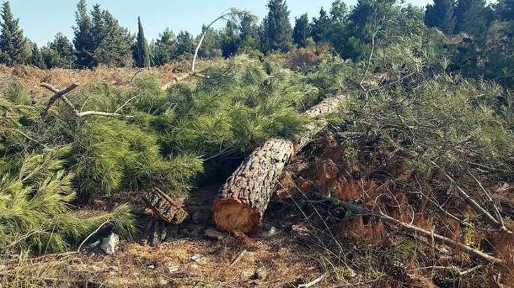 Şam ağaclarının qanunsuz kəsilməsi faktı ilə bağlı cinayət işi başlanıldı