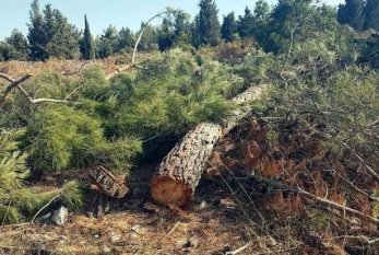 Şam ağaclarının qanunsuz kəsilməsi faktı ilə bağlı cinayət işi başlanıldı