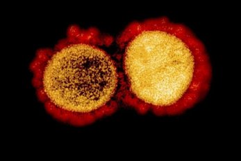 Koronavirusun "ikili mutasiya"sı ABŞ-da da AŞKARLANDI