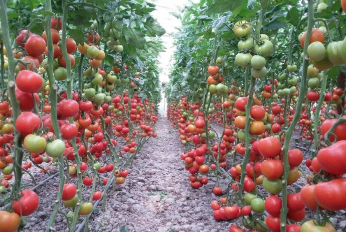 126 müəssisədən Rusiyaya pomidor ixracına icazə verildi 