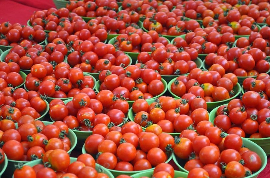 Pomidor ixracına icazə verilən müəssisələrin sayı 126-ya çatdı 