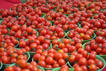 Pomidor ixracına icazə verilən müəssisələrin sayı 126-ya çatdı 