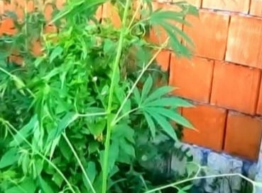 Narkotik bitki yetişdirən Zaqatala sakini saxlanıldı 