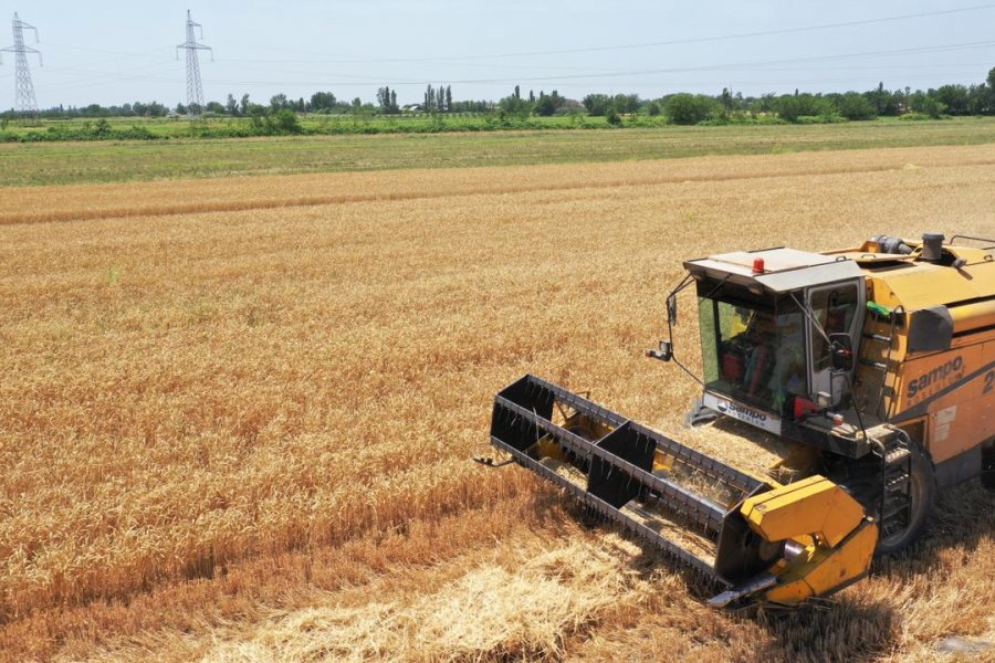 Taxıl sahələrinin 64 faizində biçin başa çatdı 