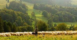 Azərbaycanlı çoban itkin düşdü 