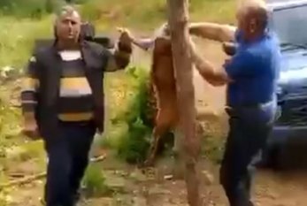 Laçında cüyür ovlayıb məclis qurdular - Video