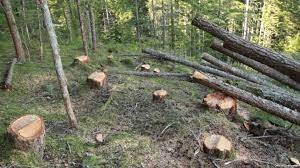 Meşədə ağacların qanunsuz kəsilməsi faktları ilə bağlı cinayət işi başlanıldı 