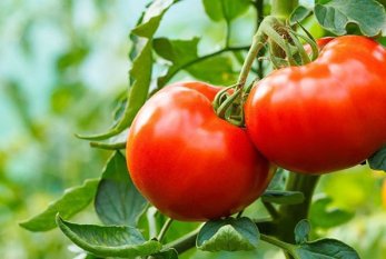 AQTA dünyada yayılan pomidor virusu ilə mübarizə üsullarını açıqladı 