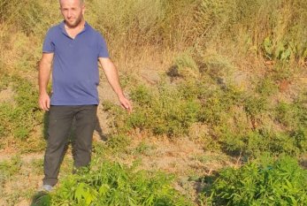 Saatlıda narkotik tərkibli bitkilərin kultivasiyası ilə məşğul olan şəxs "iş başında" saxlanıldı 